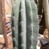 Pachycereus_weberi